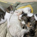 あいちゃん、ねね君、なな君3兄妹です。