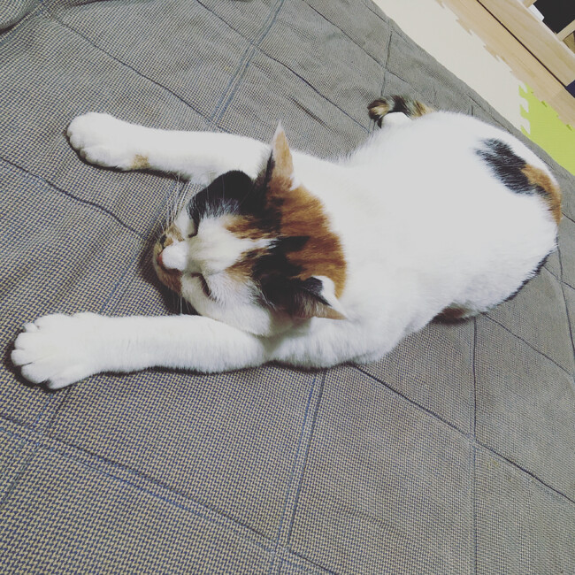 社）保護猫応援ファームのカバー写真