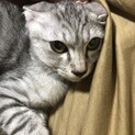 美人さんのサビネコちゃんです！