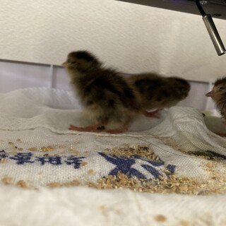 うずらの雛を引き取ってください！