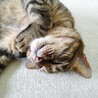 こにゃんこどん