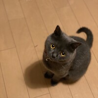 ぶり