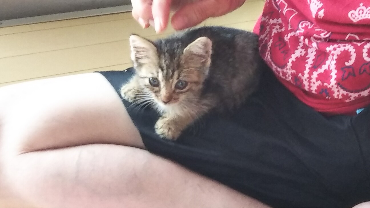 産まれたて 見てるだけで 愛知県 猫の里親募集 3567 ペットのおうち 月間利用者150万人