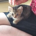 産まれたて！見てるだけでも癒されるアカチャン子猫