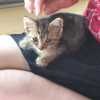 産まれたて！見てるだけでも癒されるアカチャン子猫