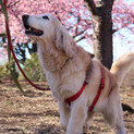 Houx（ウー、ゴールデン）