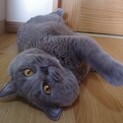 体格の良いブリティッシュショートヘアの男の子