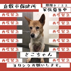 「再度緊急、さこちゃん家族再募集！→譲渡決定！」サムネイル1