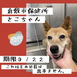 「再度緊急、さこちゃん家族再募集！→譲渡決定！」サムネイル2