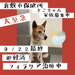 「再度緊急、さこちゃん家族再募集！→譲渡決定！」サムネイル3