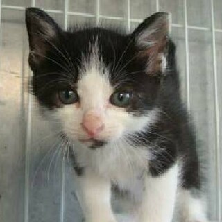 生後2ヶ月未満★白黒ジョアンくん（県外可）