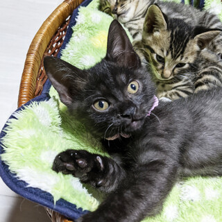 お見合い予定あり。ご応募いったんストップです