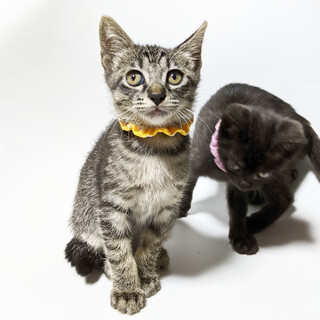 お見合い予定あり。募集ストップしています