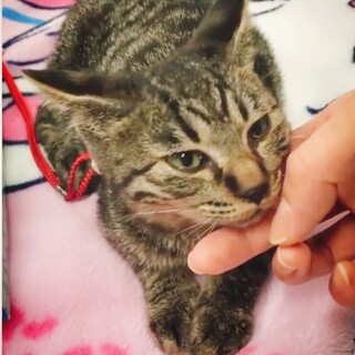 元気な子猫を保護しました！里親さん決定しました！