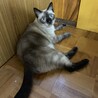 あゆくま