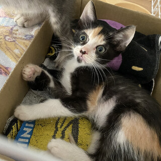 かわいい三毛猫ちゃん❤️