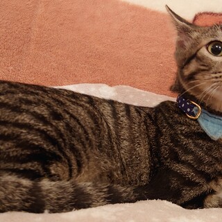 ❤️僕はメジャー級のイケメン甘えん坊❤️翔平