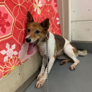 ちょっと気難しい？ピノコちゃん