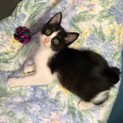 ふわふわゴロゴロの 可愛い 新之助ちゃん