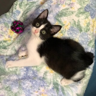 ふわふわゴロゴロの 可愛い 新之助ちゃん