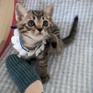 ♥️仲良し二匹一緒ならお留守番も淋しくないよ❤️