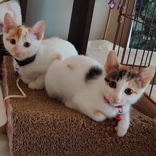 僕たち２匹一緒ならお留守番も寂しくないよ