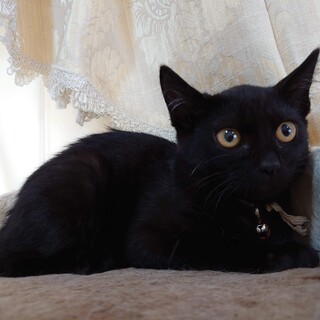 そっと寄り添ってくれる控え目な甘えんぼ　しおちゃん