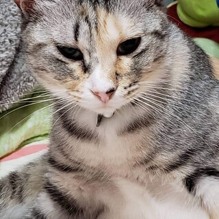 ノンビリ穏やかなメープルちゃんとの暮らしはいかが♥