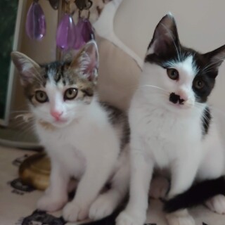 ✨牛柄じゃなくて水玉模様！個性的な2匹一緒希望です