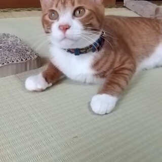 人馴れ抜群の可愛い男の子『オレオ』