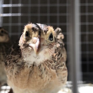 うずら生後4週　3羽の里親募集