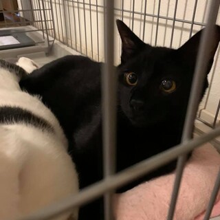 抱っこ大好き甘えん坊で可愛い黒子猫の「サン」