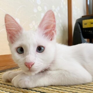 蒼い目がキュート♡いちごちゃん　