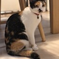 甘えん坊ハナ3才　