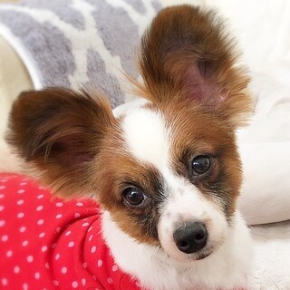 平舘（たいらだて）落ち着きある穏やかパピヨンくん