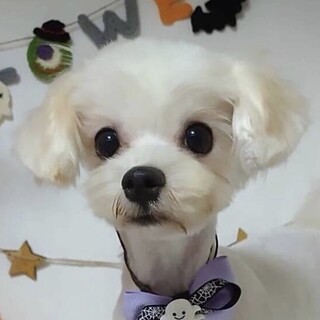 黒石（くろいし）くりくりおめめのマルプーくん❤