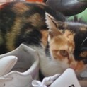 保護猫(子猫)の里親募集