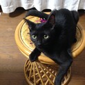 代理投稿 カッコイイ♡ブラックの兄弟猫ちゃん