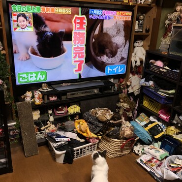 動物番組を凝視するイーグル　母性本能出まくってる？？