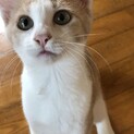 子猫の里親募集