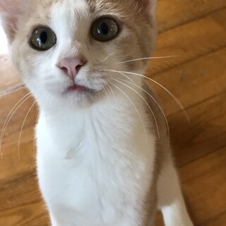 子猫の里親募集