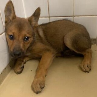 ★殺処分ゼロにご協力を★保護犬子犬3-3-332