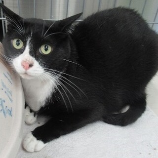 保健所収容：仮名・よっしー♂（去勢済）