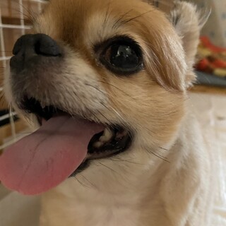 穏やかなチワワ　もこちゃん