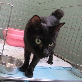 保健所収容：仮名・くろね♀