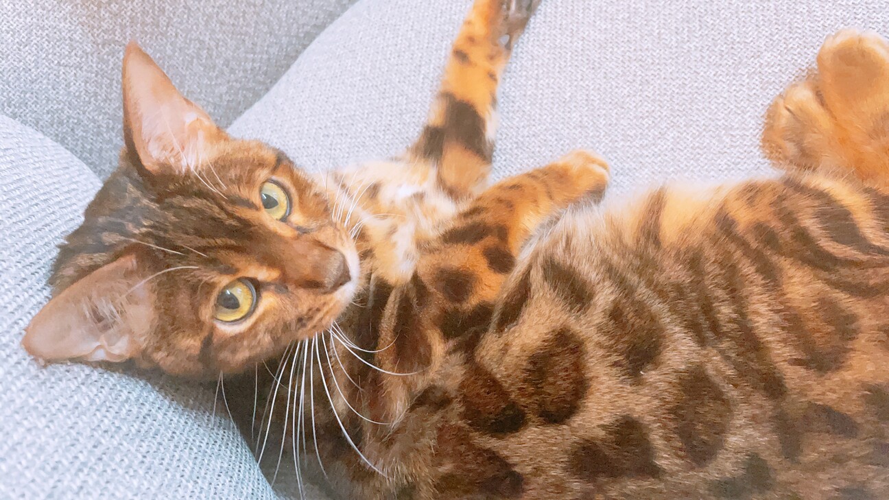 1歳のベンガル猫ちゃん 東京都 猫の里親募集 3665 ペットのおうち 月間利用者150万人