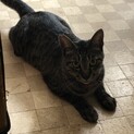 とてもカッコいい猫　みみ君です。