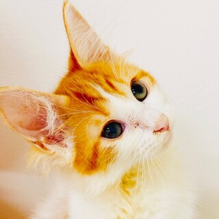 3ヶ月のノルウェージャン男の子です。