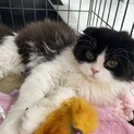 トライアル決定★スコティッシュ風折れ耳長毛の男の子
