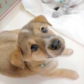 のんびり優しい甘えん坊☆ベアー君　2ヶ月